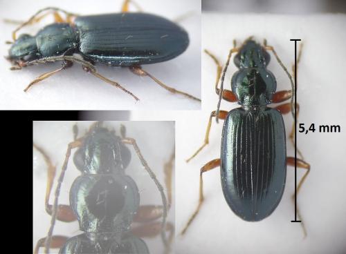 Bembidion siculum winkleri